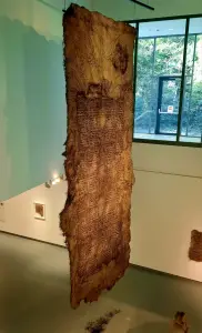 Allet 02 Wortelstelsel van een grasmat